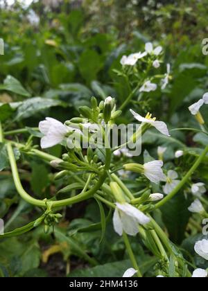 Raphanus caudatus. Raphanus sativus Linn Blume. Raphanus sativus var. oleiformis Stockfoto