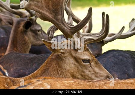 Damwild (Dama dama) - Herde auf einer Wiese, flacher Freiheitsgrad, Fokus auf Auge Stockfoto