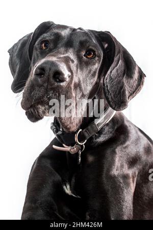 Great Dane Dog Portrait, eine der größten Rassen der Welt. Schwarzes junges Weibchen. Isoliert auf weißem Hintergrund Stockfoto