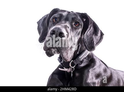 Great Dane Dog Portrait, eine der größten Rassen der Welt. Schwarzes junges Weibchen. Isoliert auf weißem Hintergrund Stockfoto