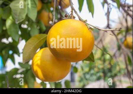 Grapefruit Hinterhof Baum Früchte in Jerte Valley Cottage. Navaconcejo, Caceres, Extremadura, Spanien Stockfoto