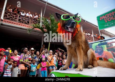 Ein deutscher Shepard in einer neuen Brille reitet auf einem Mini-Moke während einer Karnevalsparade auf den Seychellen. Stockfoto