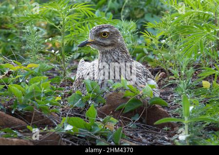 Auf dem Nest Stockfoto