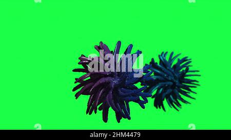 3D Illustration - Flurona, Doppelinfektion von Covid und Grippe. Mutiertes Coronavirus SARS-CoV-2. Stockfoto