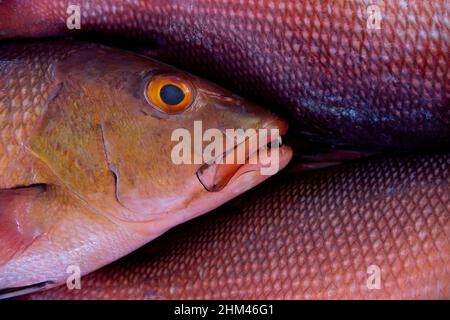 Nahaufnahme eines frisch gefangenen Red Snapper. Stockfoto