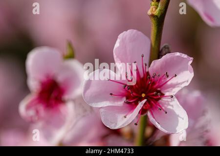 Nahaufnahme von rosa und weißen Blüten eines Pfirsichbaums Stockfoto