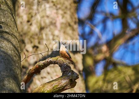 Der eurasische Nuthatch oder Holznuthatch, Sitta europae, ist ein kleiner Singvögel Kurzschwanzvögel mit einem langen Schnabel, blaugrauen Oberteilen und einem schwarzen Stockfoto