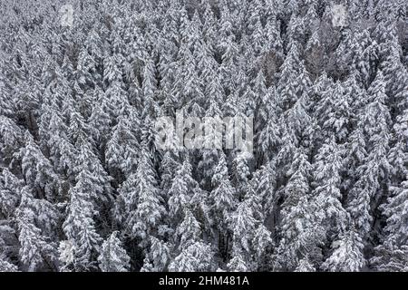 Nach dem Schneesturm von Schneesturmbäumen bedeckt. Natur nach starkem Schneefall Stockfoto