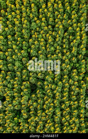 Sonnenblumenfeld. Luftaufnahme landwirtschaftliches Feld blühende Oilsaed. Draufsicht. Stockfoto