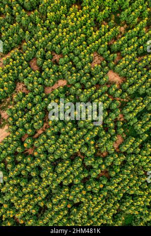 Sonnenblumenfeld. Luftaufnahme landwirtschaftliches Feld blühende Oilsaed. Draufsicht. Stockfoto