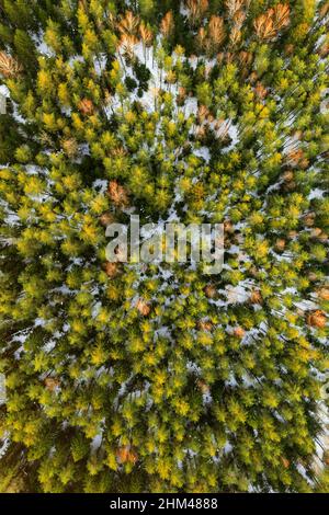 Farbenfrohe grüne Kiefernwälder, die im Winter von oben geschossen wurden Stockfoto