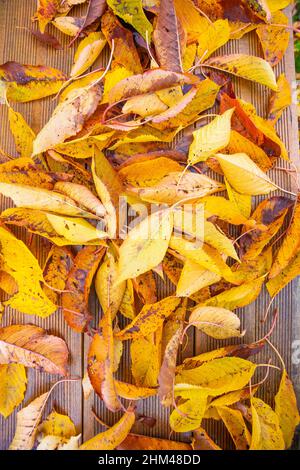 Holzbank mit vielen bunten Herbstblättern Stockfoto