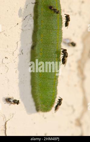Weißer Schmetterling Parasit Cotesia glomerata, der ihre Eier auf eine Raupe aus kleinen weißen Pieris rapae legen möchte. Gran Canaria. Kanarische Inseln. Spanien Stockfoto