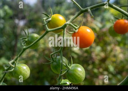 Hausgemachte Sungold-Tomaten wachsen und reifen auf einer Rebe. Stockfoto