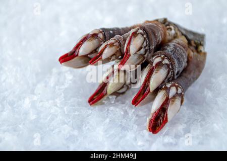 Gänsedammarnacle oder Seafood-Seafood-Haufen auf dem Eis.Pollicipes pollicipes Stockfoto