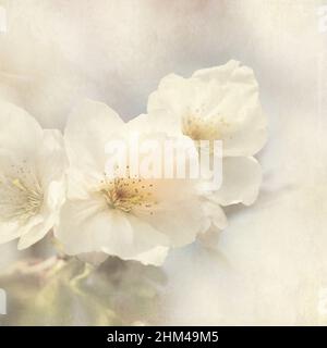 Schöne Kirschblüte aus der Nähe. Frühlingsblumen Hintergrund mit weicher, strukturierter Verarbeitung. Stockfoto