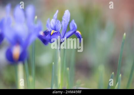 Nahaufnahme der frühlingsblühenden Iris reticulata Blumen, Bristol, England Stockfoto