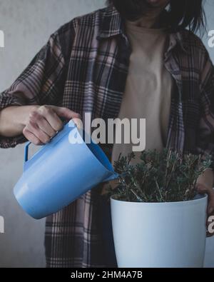 Frau benutzt eine Gießkanne zum Gießen von Lavendel Stockfoto