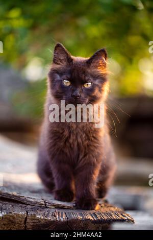 Niedliches kleines braunes Kätzchen im Freien. Portrait von Kätzchen im Garten, majestätisch aussehend. Babymotiv mit Tiermotivs Stockfoto