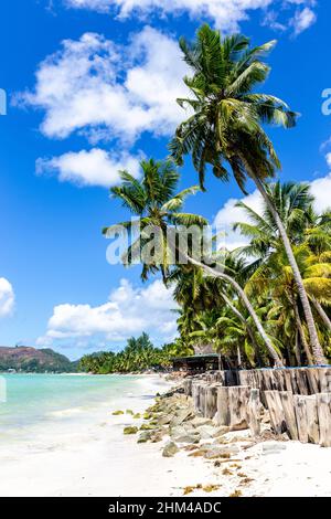 Cote D'Or Beach (Anse Volbert) auf Praslin Island, wunderschöner tropischer Sandstrand mit üppigen Kokospalmen, azurblauem Ozean und ohne Menschen, Holzpfälle Stockfoto