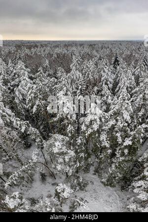 Winterwald bedeckt mit Schnee und Reif. Luftaufnahme auf einem Winterwald Natur in der Landschaft Stockfoto