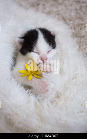 Das kleine schwarz-weiße Hauskätzchen schläft süß und liegt auf dem Rücken in einer weichen weißen Strickdecke. Komfort und Zärtlichkeit der Haustiere Stockfoto