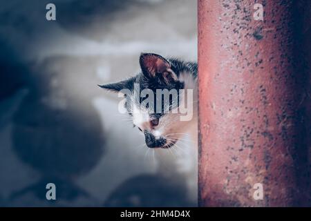 Nette Hauskatze mit Flecken Gesicht Stockfoto