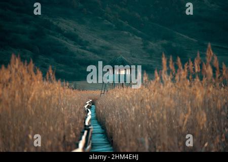 Alte Holzpromenade mit Geländer an der Seite und Wachturm im sic Schilf Reservat, Cluj, Rumänien Stockfoto