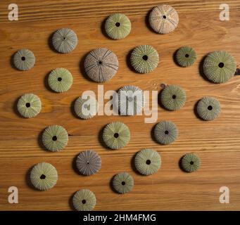 Seeigel auf Holzstruktur Stockfoto