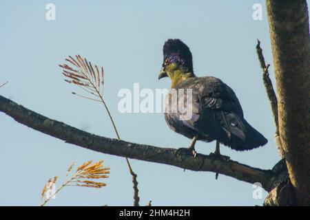 Ein farbenprächtiger grüner und violetter, purpurner Turaco, Gallirex porphyreolophus, der zur Sonne blickt Stockfoto