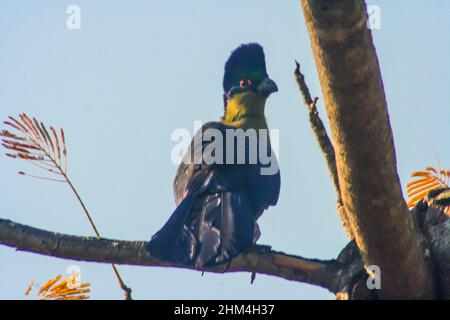 Ein farbenprächtiger, grün-violetter, purpurroter Turaco, Gallirex porphyreolophus, der über seine Schulter blickt, im Krüger National Park, Südafrika Stockfoto