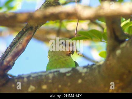 Ein braunköpfiger Papagei, Poicepalus Cryptoxanthus, der zwischen den Zweigen aufragt und einen leicht schiefen Rahmen bildet Stockfoto