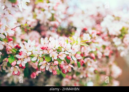 Zweige von rosa Blüten blühenden Apfelbaum im Frühjahr an einem sonnigen Tag. Frühlingsblumen und Schönheit der Natur im Frühling. Selektiver Fokus Stockfoto
