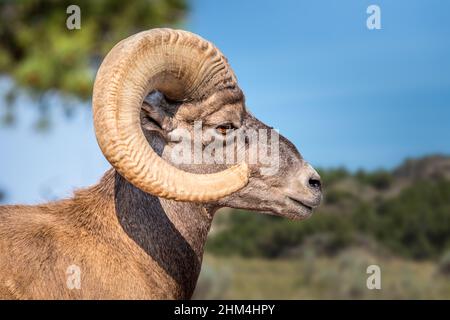 Porträt eines großen gehörnten Bergramms Stockfoto