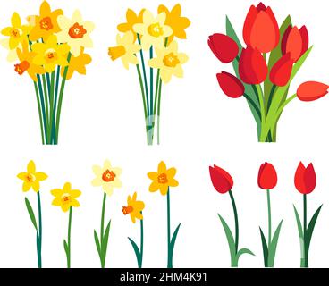 Frühlingsblumen Cliparts. Gelbe Narzissen Bouquet und rote Tulpenblüten isoliert auf weißem Hintergrund Stock Vektor