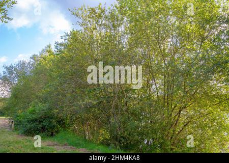 Salix cinerea subsp. Oleifolia Baum am Rand eines Sees Stockfoto
