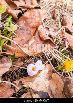 Blühende Knospen aus gelben und hellvioletten Krokussen vor dem Hintergrund des verwelkten Laubs des letzten Jahres an einem hellen Frühlingstag. Abstrakter Hintergrund. Stockfoto