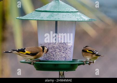Goldfinken ernähren sich von Sonnenblumenherzen aus einem Vogelfutterhäuschen. Stockfoto