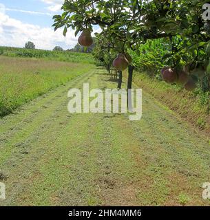 Rote Birnen am Baum Zweige Stockfoto