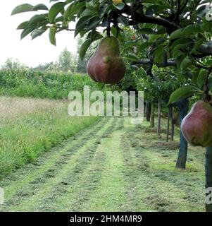 Rote Birnen auf Ästen in einem bebauten Land. Toskana, Italien Stockfoto