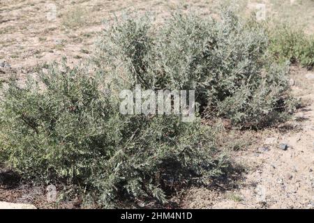 Gobi und Wüstenpflanzen Stockfoto