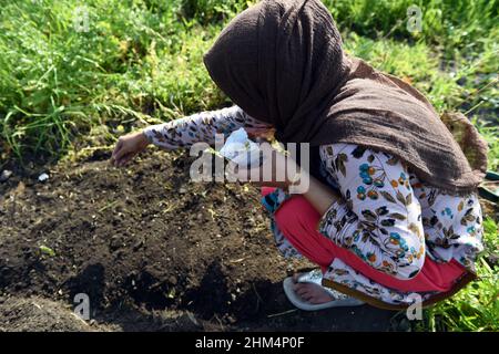 Eine junge Frau sät Samen auf einer Gemeinschaftszuteilung, Leeds, Großbritannien Stockfoto
