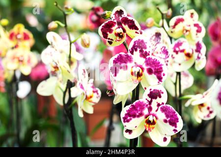 Gruppe von schönen bunten Orchidee Phalaenopsis Blumen Stockfoto