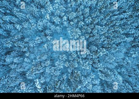 Drohnenblick von oben auf Fichten- und Kiefernwald im Winter. Schöne Winterlandschaft bei bewölktem Wetter. Mit Schnee bedeckte Äste. Antenne Stockfoto