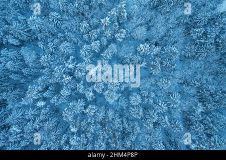 Drohnenblick von oben auf Fichten- und Kiefernwald im Winter. Schöne Winterlandschaft bei bewölktem Wetter. Mit Schnee bedeckte Äste. Antenne Stockfoto