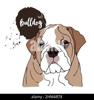 Englische Bulldog Vektorgrafik, handgezeichnete Skizze eines Hundes isoliert auf weißem Hintergrund Stock Vektor