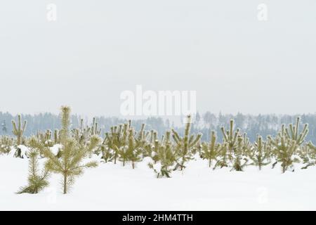 Winterschneelandschaft mit jungen Tannen, die auf dem Feld wachsen, bewölktes Wetter Stockfoto