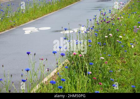 Fahrradweg, umgeben von Wildblumen. Umweltfreundliche Fahrradinfrastruktur in der Stadt. Ile-de-France. Frankreich Stockfoto