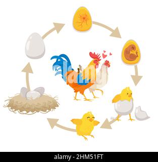 Kinder pädagogisches Schema des Schlupfprozesses. Stock Vektor