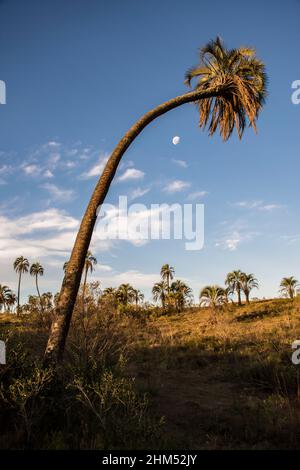 Gebogene Palme und viele kleine Palmen und der Mond im Hintergrund, im El Palmar Nationalpark, Entre Ríos, Argentinien Stockfoto